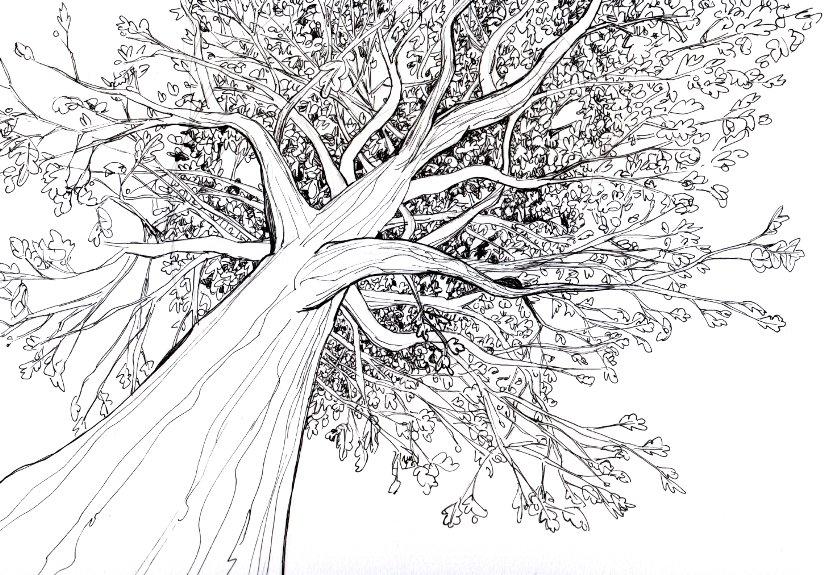 tree drawings for kids. While I#39;m posting drawings I