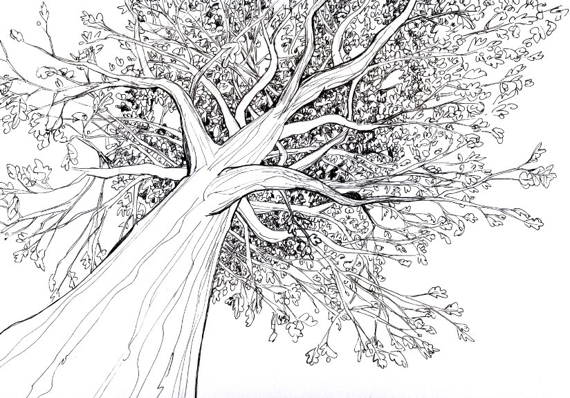 fall tree drawing