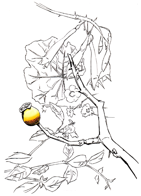 I'd forgotten how much I enjoyed drawing flowers I was wanting to 