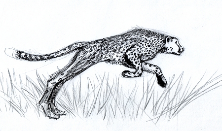 cheetah_web_small